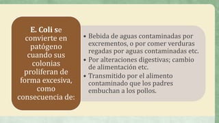 • Bebida de aguas contaminadas por
excrementos, o por comer verduras
regadas por aguas contaminadas etc.
• Por alteraciones digestivas; cambio
de alimentación etc.
• Transmitido por el alimento
contaminado que los padres
embuchan a los pollos.
E. Coli se
convierte en
patógeno
cuando sus
colonias
proliferan de
forma excesiva,
como
consecuencia de:
 