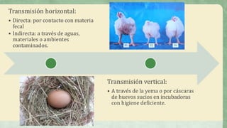 Transmisión horizontal:
• Directa: por contacto con materia
fecal
• Indirecta: a través de aguas,
materiales o ambientes
contaminados.
Transmisión vertical:
• A través de la yema o por cáscaras
de huevos sucios en incubadoras
con higiene deficiente.
 