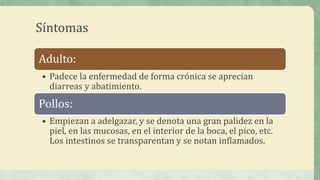 Síntomas
Adulto:
• Padece la enfermedad de forma crónica se aprecian
diarreas y abatimiento.
Pollos:
• Empiezan a adelgazar, y se denota una gran palidez en la
piel, en las mucosas, en el interior de la boca, el pico, etc.
Los intestinos se transparentan y se notan inflamados.
 