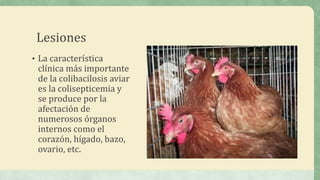 Lesiones
• La característica
clínica más importante
de la colibacilosis aviar
es la colisepticemia y
se produce por la
afectación de
numerosos órganos
internos como el
corazón, hígado, bazo,
ovario, etc.
 