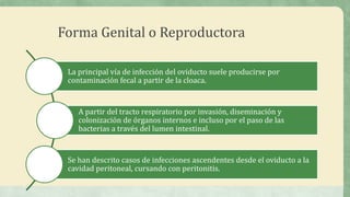 Forma Genital o Reproductora
La principal vía de infección del oviducto suele producirse por
contaminación fecal a partir de la cloaca.
A partir del tracto respiratorio por invasión, diseminación y
colonización de órganos internos e incluso por el paso de las
bacterias a través del lumen intestinal.
Se han descrito casos de infecciones ascendentes desde el oviducto a la
cavidad peritoneal, cursando con peritonitis.
 