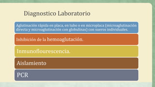 Diagnostico Laboratorio
Aglutinación rápida en placa, en tubo o en microplaca (microaglutinación
directa y microaglutinación con globulinas) con sueros individuales.
Inhibición de la hemoaglutación.
Inmunoflourescencia.
Aislamiento
PCR
 