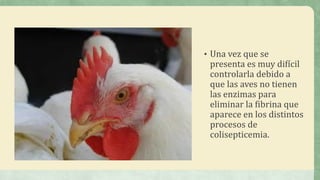 • Una vez que se
presenta es muy difícil
controlarla debido a
que las aves no tienen
las enzimas para
eliminar la fibrina que
aparece en los distintos
procesos de
colisepticemia.
 