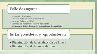 • Retraso del desarrollo
• Aumento de la conversión alimenticia
• Aumento de la mortalidad
• Aumento del número de las aves de desecho
• Incremento de los decomisos en la planta de sacrificio.
Pollo de engorda:
• Disminución de la producción de huevo
• Disminución de la incurabilidad.
En las ponedoras y reproductoras:
 