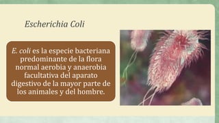 Escherichia Coli
E. coli es la especie bacteriana
predominante de la flora
normal aerobia y anaerobia
facultativa del aparato
digestivo de la mayor parte de
los animales y del hombre.
 