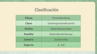 Clasificación
Filum Proteobacteria
Clase Gammaproteobacteria
Orden Enterobacteriales
Familia Enterobacteriaceae.
Género Escherichia
Especie E. coli
 