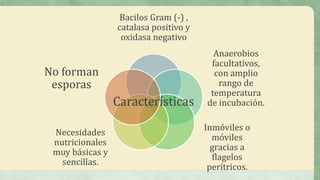 Bacilos Gram (-) ,
catalasa positivo y
oxidasa negativo
Anaerobios
facultativos,
con amplio
rango de
temperatura
de incubación.
Inmóviles o
móviles
gracias a
flagelos
perítricos.
Necesidades
nutricionales
muy básicas y
sencillas.
No forman
esporas
 