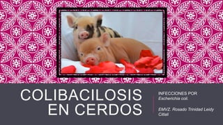 COLIBACILOSIS
EN CERDOS

INFECCIONES POR
Escherichia coli.
EMVZ. Rosado Trinidad Leidy
Citlali

 
