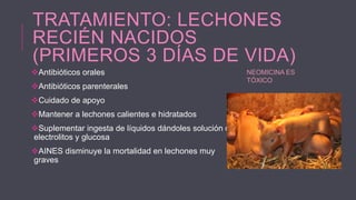 TRATAMIENTO: LECHONES
RECIÉN NACIDOS
(PRIMEROS 3 DÍAS DE VIDA)
Antibióticos orales
Antibióticos parenterales
Cuidado de apoyo
Mantener a lechones calientes e hidratados
Suplementar ingesta de líquidos dándoles solución de
electrolitos y glucosa
AINES disminuye la mortalidad en lechones muy
graves

NEOMICINA ES
TÓXICO

 