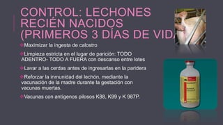 CONTROL: LECHONES
RECIÉN NACIDOS
(PRIMEROS 3 DÍAS DE VIDA)
Maximizar la ingesta de calostro
Limpieza estricta en el lugar de parición: TODO
ADENTRO- TODO A FUERA con descanso entre lotes
Lavar a las cerdas antes de ingresarlas en la paridera
Reforzar la inmunidad del lechón, mediante la
vacunación de la madre durante la gestación con
vacunas muertas.
Vacunas con antígenos pilosos K88, K99 y K 987P.

 