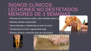 SIGNOS CLÍNICOS:
LECHONES NO DESTETADOS
MENORES DE 3 SEMANAS
Diarreas de comienzo súbito, color amarillo pálido o gris
Muertes súbitas ocasionales
Heces blandas y malolientas en todo el corral
Temperatura normal o ligeramente baja
Diarrea crónica y reducida tasa de crecimiento

 