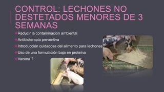 CONTROL: LECHONES NO
DESTETADOS MENORES DE 3
SEMANAS
Reducir la contaminación ambiental
Antibioterapia preventiva
Introducción cuidadosa del alimento para lechones
Uso de una formulación baja en proteína
Vacuna ?

 