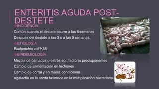 ENTERITIS AGUDA POSTDESTETE
INCIDENCIA
Común cuando el destete ocurre a las 8 semanas
Después del destete a las 3 o a las 5 semanas.
ETIOLOGÍA
Escherichia coli K88
EPIDEMIOLOGÍA
Mezcla de camadas o estrés son factores predisponentes
Cambio de alimentación en lechones

Cambio de corral y en malas condiciones
Agalactia en la cerda favorece en la multiplicación bacteriana.

 