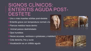 SIGNOS CLÍNICOS:
ENTERITIS AGUDA POSTDESTETE
Uno o mas muertes súbitas post-destete
Enteritis grave con temperatura normal o baja
Flancos metidos hacia dentro
 Animal parece deshidratado
Ojos hundidos
Heces acuosas, verdosos o grisáceas y malolientes
Cola derecha, fría y sucia
Vocalización es un chillido agudo

 