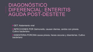 DIAGONÓSTICO
DIFERENCIAL: ENTERITIS
AGUDA POST-DESTETE
GET. Aislamiento viral
INFECCIONES POR Salmonella, causan diarrea, cerdos con pirexia.
Cultivo bacteriano
DISENTERIA PORCINA causa pirexia, heces oscuras y disenterías. Cultivo
bacteriano

 