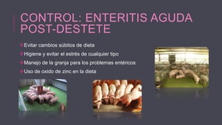 CONTROL: ENTERITIS AGUDA
POST-DESTETE
Evitar cambios súbitos de dieta
Higiene y evitar el estrés de cualquier tipo
Manejo de la granja para los problemas entéricos
Uso de oxido de zinc en la dieta

 