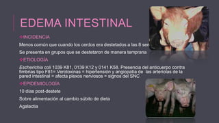 EDEMA INTESTINAL
INCIDENCIA
Menos común que cuando los cerdos era destetados a las 8 semanas
Se presenta en grupos que se destetaron de manera temprana
ETIOLOGÍA
Escherichia coli 1039 K81, 0139 K12 y 0141 K58. Presencia del anticuerpo contra
fimbrias tipo F81= Verotoxinas = hipertensión y angiopatía de las arteriolas de la
pared intestinal = afecta plexos nerviosos = signos del SNC
EPIDEMIOLOGÍA
10 días post-destete
Sobre alimentación al cambio súbito de dieta

Agalactia

 