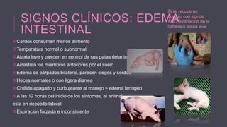 Si se recuperan
quedan con signos
SNC; inclinación de la
cabeza o ataxia leve

SIGNOS CLÍNICOS: EDEMA
INTESTINAL
Cerdos consumen menos alimento
Temperatura normal o subnormal
Ataxia leve y pierden en control de sus patas delanteras
Arrastran los miembros anteriores por el suelo

Edema de párpados bilateral, parecen ciegos y sordos
Heces normales o con ligera diarrea
Chillido apagado y burbujeante al manejo = edema laríngeo
A las 12 horas del inicio de los síntomas, el animal

esta en decúbito lateral
Espiración forzada e inconsistente

 