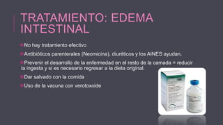 TRATAMIENTO: EDEMA
INTESTINAL
No hay tratamiento efectivo
Antibióticos parenterales (Neomicina), diuréticos y los AINES ayudan.
Prevenir el desarrollo de la enfermedad en el resto de la camada = reducir
la ingesta y si es necesario regresar a la dieta original.
Dar salvado con la comida
Uso de la vacuna con verotoxoide

 