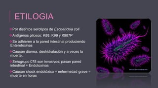 ETILOGIA
Por distintos serotipos de Escherichia coli
Antígenos pilosos: K88, K99 y K987P
Se adhieren a la pared intestinal produciendo
Enterotoxinas

Causan diarrea, deshidratación y a veces la
muerte.
Serogrupo 078 son invasivos; pasan pared
intestinal = Endotoxinas

Causan shock endotóxico = enfermedad grave =
muerte en horas

 