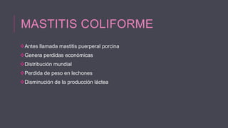 MASTITIS COLIFORME
Antes llamada mastitis puerperal porcina
Genera perdidas económicas
Distribución mundial
Perdida de peso en lechones
Disminución de la producción láctea

 