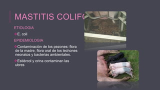 MASTITIS COLIFORME
ETIOLOGIA

E. coli
EPIDEMIOLOGIA
Contaminación de los pezones: flora
de la madre, flora oral de los lechones
neonatos y bacterias ambientales.
Estiércol y orina contaminan las
ubres

 