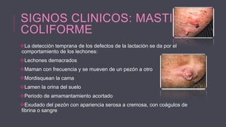SIGNOS CLINICOS: MASTITIS
COLIFORME
La detección temprana de los defectos de la lactación se da por el
comportamiento de los lechones:
Lechones demacrados
Maman con frecuencia y se mueven de un pezón a otro
Mordisquean la cama
Lamen la orina del suelo
Periodo de amamantamiento acortado

Exudado del pezón con apariencia serosa a cremosa, con coágulos de
fibrina o sangre

 
