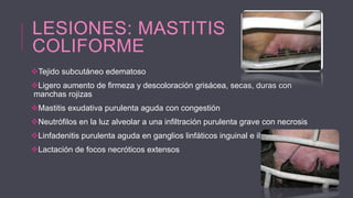 LESIONES: MASTITIS
COLIFORME
Tejido subcutáneo edematoso
Ligero aumento de firmeza y descoloración grisácea, secas, duras con
manchas rojizas
Mastitis exudativa purulenta aguda con congestión
Neutrófilos en la luz alveolar a una infiltración purulenta grave con necrosis
Linfadenitis purulenta aguda en ganglios linfáticos inguinal e ilíaco
Lactación de focos necróticos extensos

 