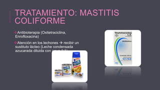 TRATAMIENTO: MASTITIS
COLIFORME
Antibioterapia (Oxitetraciclina,
Enrofloxacina)
Atención en los lechones  recibir un
sustituto lácteo (Leche condensada
azucarada diluida con agua 1:1)

 