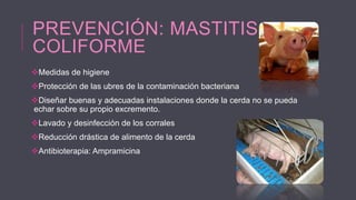 PREVENCIÓN: MASTITIS
COLIFORME
Medidas de higiene
Protección de las ubres de la contaminación bacteriana
Diseñar buenas y adecuadas instalaciones donde la cerda no se pueda
echar sobre su propio excremento.
Lavado y desinfección de los corrales
Reducción drástica de alimento de la cerda
Antibioterapia: Ampramicina

 