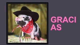 Colibacilosis en cerdos