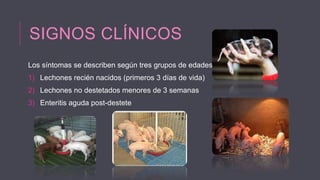 SIGNOS CLÍNICOS
Los síntomas se describen según tres grupos de edades:
1) Lechones recién nacidos (primeros 3 días de vida)
2) Lechones no destetados menores de 3 semanas
3) Enteritis aguda post-destete

 