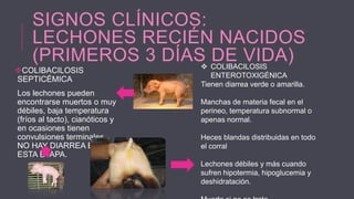 SIGNOS CLÍNICOS:
LECHONES RECIÉN NACIDOS
(PRIMEROS 3 DÍAS COLIBACILOSIS
DE VIDA)


COLIBACILOSIS
SEPTICÉMICA

Los lechones pueden
encontrarse muertos o muy
débiles, baja temperatura
(fríos al tacto), cianóticos y
en ocasiones tienen
convulsiones terminales.
NO HAY DIARREA EN
ESTA ETAPA.

ENTEROTOXIGÉNICA
Tienen diarrea verde o amarilla.
Manchas de materia fecal en el
perineo, temperatura subnormal o
apenas normal.
Heces blandas distribuidas en todo
el corral
Lechones débiles y más cuando
sufren hipotermia, hipoglucemia y
deshidratación.

 