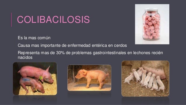 colibacilosis porcina