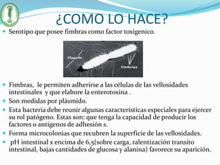 ¿COMO LO HACE?
 Serotipo que posee fimbras como factor toxigenico.
 Fimbras, le permiten adherirse a las células de las vellosidades
intestinales y que elabore la enterotoxina .
 Son medidas por plásmido.
 Esta bacteria debe reunir algunas características especiales para ejercer
su rol patógeno. Estas son: que tenga la capacidad de producir los
factores o antígenos de adhesión s.
 Forma microcolonias que recubren la superficie de las vellosidades.
 pH intestinal x encima de 6,5(sobre carga, ralentización transito
intestinal, bajas cantidades de glucosa y alanina) favorece su aparición.
 
