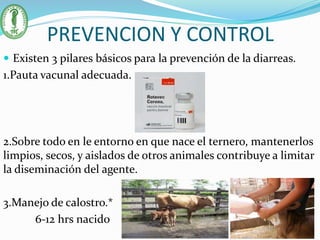PREVENCION Y CONTROL
 Existen 3 pilares básicos para la prevención de la diarreas.
1.Pauta vacunal adecuada.
2.Sobre todo en le entorno en que nace el ternero, mantenerlos
limpios, secos, y aislados de otros animales contribuye a limitar
la diseminación del agente.
3.Manejo de calostro.*
6-12 hrs nacido
 