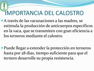 IMPORTANCIA DEL CALOSTRO
 A través de las vacunaciones a las madres, se
estimula la producción de anticuerpos específicos
en la vaca, que se transmiten con gran eficiencia a
los terneros mediante el calostro.
 Puede llegar a extender la protección en terneros
hasta por 28 días, tiempo suficiente para que el
ternero desarrolle su propia resistencia.
 