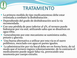 TRATAMIENTO
 La primera medida de tipo medicamentoso debe estar
orientada a combatir la deshidratación .
 Dependiendo del grado de deshidratación será la vía
recomendada.
 Con una pérdida de peso inferior al 5%, el ternero puede
hidratarse por vía oral, utilizando sales que se disuelven en
agua tibia.
 Generalmente por este mecanismo se suministra sodio,
potasio y glucosa.
 Una buena alternativa a utilizar por esta vía es el suero
polifónico, mezclado con agua en partes iguales.
 La administración por vía bucal debe ser en forma lenta, de tal
modo que el ternero ingiera voluntariamente; de lo contrario el
medicamento puede seguir falsa vía, provocando una
neumonía por cuerpo extraño.
 