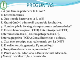 PREGUNTAS
1. A que familia pertenece la E. coli?
R: Enterobacterias.
2. Que tipo de bacteria es la E. coli?
R: Gram(-)móvil o inmóvil, anaerobia facultativa.
3. Nombre 3 de la 6 categorías que causan enfermedades?
R: Entero hemorrágica (ECEH).Enterotoxigena (ECET).
Enteroinvasora (ECEI).Entero patógena (ECEP).
Enteroagregativa (ECEA).Con adherencias o difusas .
4. Cual es el serotipo mas realcionado con l a DNT?
R: E. coli enterotixigenenica F5 antes(K99)
5. Tres pilares basicos en la prevención?
R: Pauta vacunal adecuada, 1.Pauta vacunal adecuada,
3.Manejo de calostro,6-12 hrs nacido.
 