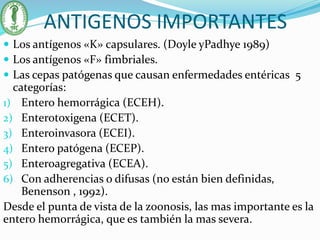 ANTIGENOS IMPORTANTES
 Los antígenos «K» capsulares. (Doyle yPadhye 1989)
 Los antígenos «F» fimbriales.
 Las cepas patógenas que causan enfermedades entéricas 5
categorías:
1) Entero hemorrágica (ECEH).
2) Enterotoxigena (ECET).
3) Enteroinvasora (ECEI).
4) Entero patógena (ECEP).
5) Enteroagregativa (ECEA).
6) Con adherencias o difusas (no están bien definidas,
Benenson , 1992).
Desde el punta de vista de la zoonosis, las mas importante es la
entero hemorrágica, que es también la mas severa.
 