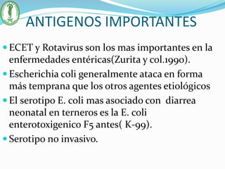 ANTIGENOS IMPORTANTES
 ECET y Rotavirus son los mas importantes en la
enfermedades entéricas(Zurita y col.1990).
 Escherichia coli generalmente ataca en forma
más temprana que los otros agentes etiológicos
 El serotipo E. coli mas asociado con diarrea
neonatal en terneros es la E. coli
enterotoxigenico F5 antes( K-99).
 Serotipo no invasivo.
 