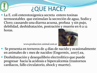 ¿QUE HACE?
 La E. coli enterotoxigenica secreta entero toxinas
termoestables que estimulan la secreción de agua, Sodio y
Cloro; causando una diarrea acuosa, profusa y sin pujo,
debilidad, deshidratación, postración y muerte en 6 a 12
horas.
 Se presenta en terneros de 4 días de nacido y ocasionalmente
en animales de 1 mes de nacidos (Engormix, 2007).ea,
 Deshidratación y desequilibrio electrolítico que puede
progresar hacia la acidosis e hipercalcemia (trastornos
cardiacos, fallo circulatorio, shock y muerte).
www.produccion-animal.com.ar
 