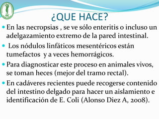 ¿QUE HACE?
 En las necropsias , se ve sólo enteritis o incluso un
adelgazamiento extremo de la pared intestinal.
 Los nódulos linfáticos mesentéricos están
tumefactos y a veces hemorrágicos.
 Para diagnosticar este proceso en animales vivos,
se toman heces (mejor del tramo rectal).
 En cadáveres recientes puede recogerse contenido
del intestino delgado para hacer un aislamiento e
identificación de E. Coli (Alonso Diez A, 2008).
 
