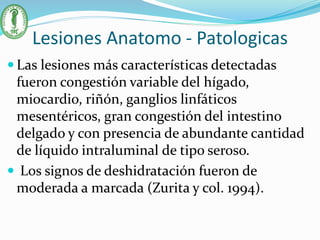 Lesiones Anatomo - Patologicas
 Las lesiones más características detectadas
fueron congestión variable del hígado,
miocardio, riñón, ganglios linfáticos
mesentéricos, gran congestión del intestino
delgado y con presencia de abundante cantidad
de líquido intraluminal de tipo seroso.
 Los signos de deshidratación fueron de
moderada a marcada (Zurita y col. 1994).
 