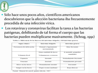  Sólo hace unos pocos años, científicos americanos
descubrieron que la afección bacteriana iba frecuentemente
precedida de una infección vírica.
 Los rotavirus y coronavirus facilitan la tarea a las bacterias
patógenas, debilitando de tal forma el cuerpo que las
bacterias pueden multiplicarse masivamente. (Schrag, 1991)
 