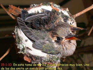 15-1-10:  En esta toma de arriba puede vérselos muy bien. Uno de los dos emite un sonido por primera vez. 