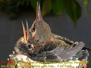 15-1-10:  Última toma en la que están los dos juntos. Parece ser que el más grande está listo para irse... Y así fue!!!...  