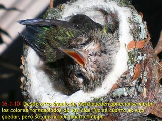 16-1-10:  Desde otro ángulo de vista pueden apreciarse mejor los colores tornasolados de sus alas. No sé cuanto se va a quedar, pero sé que no por mucho tiempo.  