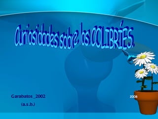 Curiosidades sobre los COLIBRÍES. Garabatos_2002 (a.s.b.) 2008 