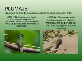 PLUMAJE El plumaje de tres de las cuatro especies es principalmente verde. MACHOS: Los machos tienen una mancha violeta-azul corriendo hacia atrás y abajo del ojo y un parche brillante sobre la garganta.  HEMBRA: El plumaje de las hembras se parece al de los machos, pero los parches del oído y de la garganta son más pequeños. 